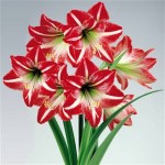 Amaryllis