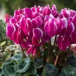 cyclamen