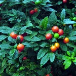 jerusalem cherry