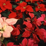 poinsettia2