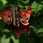 rosary pea